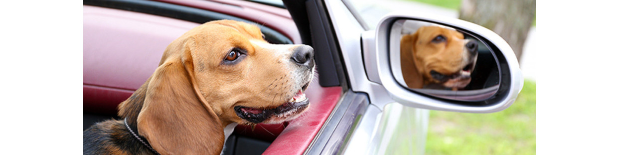 Dog carriers