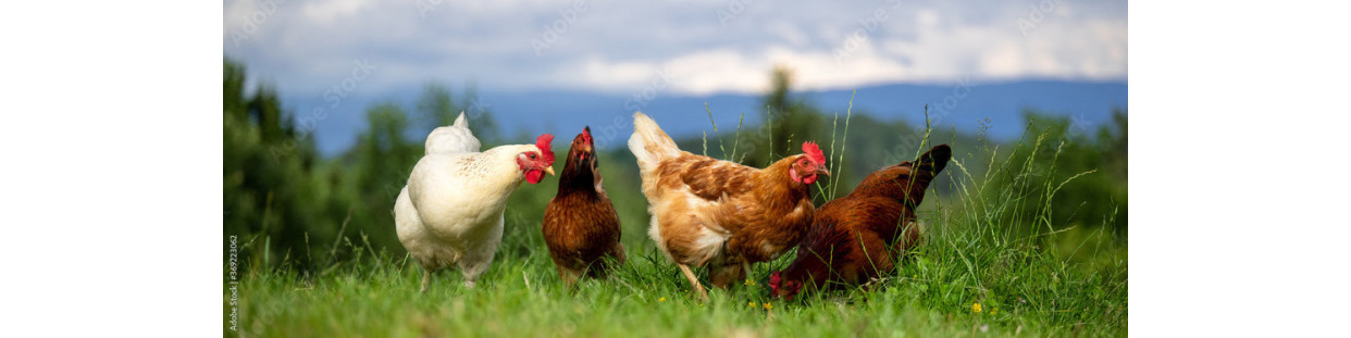 Accesorios para gallinas