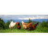 Chicken accessories